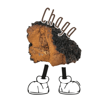 Hi, ihr. Ich heiße Chaga, Inonotus obliquus.
Ich komme aus dem hohen Norden und wachse auf Birken. Von Naturvölkern werd ich schon lange als Medizin bei Krebserkrankungen, Immunschwäche,
Tuberkulose, Herz- und Lebererkrankungen,
Magenproblemen und zur inneren Reinigung
angewendet.
Diese Wirkungen sind bis heute unverändert und aufgrund der aktuellen Studienlage erwähn ich noch die antioxidative und entzündungshemmende Wirkung.
Als Immunsystemsupporter arbeite ich am Natürlichsten! Ich rege die Aktivität weißer Blutzellen an, reguliere überschießende Reaktionen (Stichwort – Autoimmunerkrankungen) und kann Viren an der Vermehrung hindern und Infektionen abmildern.
Bei Diabetes Mellitus und anderen Stoffwechselerkrankungen geb ich mein Bestes, um dich zu unterstützen.
Ich kümmere mich gerne um die Haut und versuche Schuppenflechte, Neuodermitis und Co einzudämmen.
Ums kurz zu fassen, wähle ich Immunsystem und Haut als Hauptanwendungsgebiete.