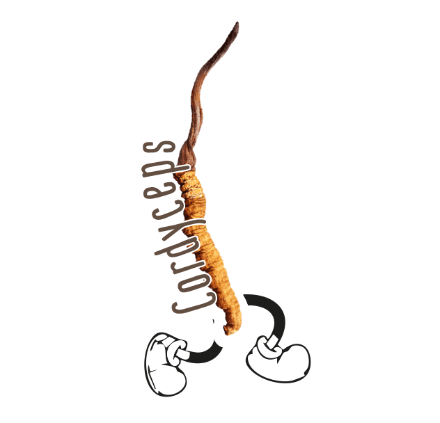 Aus den östlichen Ländern
komm ich her, man nennt mich
Cordyceps,
Cordyceps sinensis
oder Raupenpilz.
Ich freu mich hier zu sein, um dir bei körperlichen
Angelegenheiten unter die Arme zu greifen und dich
aufzupeppeln. Ich bringe Power, Leistungsförderung
und schnelle Regeneration – vor allem beim Sport – mit.
Das passiert über eine top Sauerstoffzufuhr der
Mitochondrien. Muskeln können schneller aufgebaut
werden und die Fettverbrennung wird angeregt.
Schlussfolgernd bin ich auch bei Übergewicht ein
gewinnbringender Glückspilz, weil ich den Stoffwechsel
anrege und Kilos purzeln lassen kann.
Ich helfe den sexual Funktionen (Potenzstörung
und Unfruchtbarkeit) und ich helfe bei psychischen
Situationen (Depressionen, Stimmungsschwankungen,
weniger Stress wegen verminderter Cortisonausschüttung).
Als Balsam fürs Herz halte ich Blutdruck und
Cholesterinspiegel im grünen Bereich.
Ich rege die Produktion von Immunzellen an und
reguliere überschüssige Reaktionen runter,
welche Autoimmunerkrankungen hemmen können.
Resümierend kann ich dir Schub geben, beim Sport
und bei psychischer Belastung, und ich kann das
Reproduktionssystem ankurbeln.