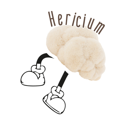 Hallo, ich bin
Hericium, Hericium Erinaceus oder Igelstachelbart.
Ich sehe aus wie eine Löwenmähne oder ein Affenkopf. Am Liebsten wachse ich auf sterbenden Laubbäumen.
Mich kann man genüsslich in der Pfanne braten oder als Heilmittel verwenden. Meine Wirkung ist neuroprotektiv, dass heißt ich kümmere mich um das Nervensystem.
Einige Auswirkungen könnten sein, dass du dich
regulierter, entspannter und leistungsfähiger fühlen wirst. Auch bei degenerativen Nervenkrankheiten
(Alzheimer, Parkinson, MS, auch Schlaganfall) bin ich
der richtige Pilz.
Ich spende dir Lebenskraft, Ausdauer und guten Schlaf.
Wenn’s um Stress im Magen-Darm Trakt geht,
bin ich der überzeugende Pilz. Die Stichwörter hierfür sind: Allergien, Unverträglichkeiten, Entzündungen,
Gastritis, Leaky Gut, Reizdarmsyndrom.
Die Traditionelle Chinesische Medizin (TCM) beschreibt mich als nährend für Herz, Leber, Lunge, Milz und Niere.
Ich beuge Krebs und chronisch entzündliche
Krankheiten vor. Ich helfe das Immunsystem zu
regulieren. Vor allem stimuliere ich den Vagusnerv,
welcher ein Hauptnerv des parasympatischen
Nervensystems ist, und den Rest&Digest Modus aktiviert.
In a Nutshell helfe ich deinem
Verdauungs- und Nervensystem.