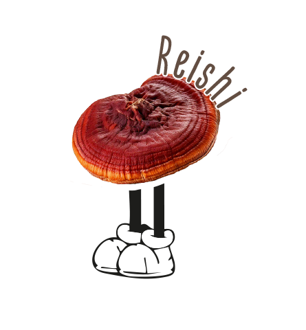 Mein Name ist
Reishi, Ganoderma Luzidum.
Ich wachse vorrangig bei und mit Eichen in Auenwäldern.
Ich gehöre zu den glänzenden Lackporlingen und
bin definitiv kein Speisepilz.
Als Heilmittel werde ich bei Lungen- und Nierenerkrankungen, Erkrankungen im Verdauungstrakt,
Bluthochdruck, Schlaflosigkeit, Krebs und Infekte
eingesetzt.
Ich spende Lebensenergie und Antrieb, Antiaging-Effekte und Wohlbefinden. Ich bin am Start, wenn es um
Regulation des Immunsystems geht. Ich helfe bei HIV, Herpes, Neurodermitis und Arthritis. Ich kann auch bei
Autoimmunerkrankungen förderlich sein.
Im Hormonsystem kann ich auch gut mitwirken: ob’s nun das Frau sein anbelangt, Stress oder Hormonstörungen (Schilddrüse, Hashimoto, Diabetes).
Meine Wirkung ist als antiallergisch, cholesterin-
und blutdrucksenkend, entzündungshemmend
und leberschützend und -stärkend beschrieben.
Einer meiner Beinamen ist auch „Pilz der Unsterblichkeit“ – so finden wir bestimmt gemeinsam eine Lösung.